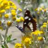 Fleurs d'hélichryse d'italie et sylvain azuré