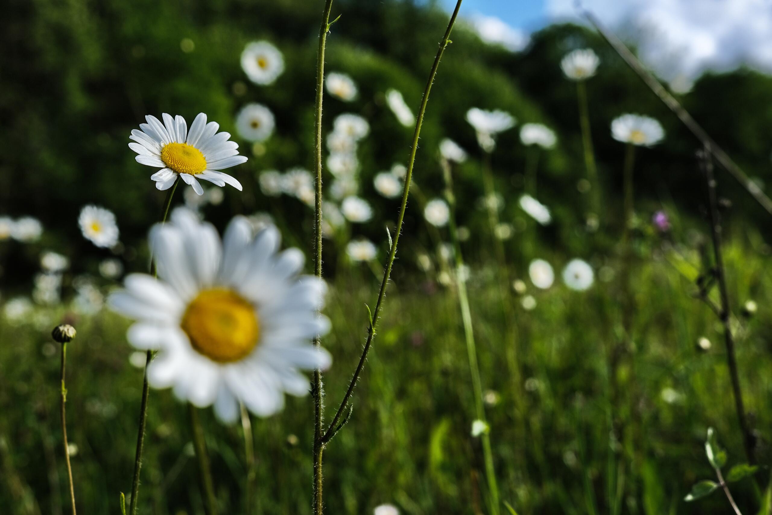 Les marguerites