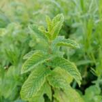 Menthe verte - Hydrolat bio