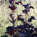 Shiso - basilic japonais - le champ des pensées