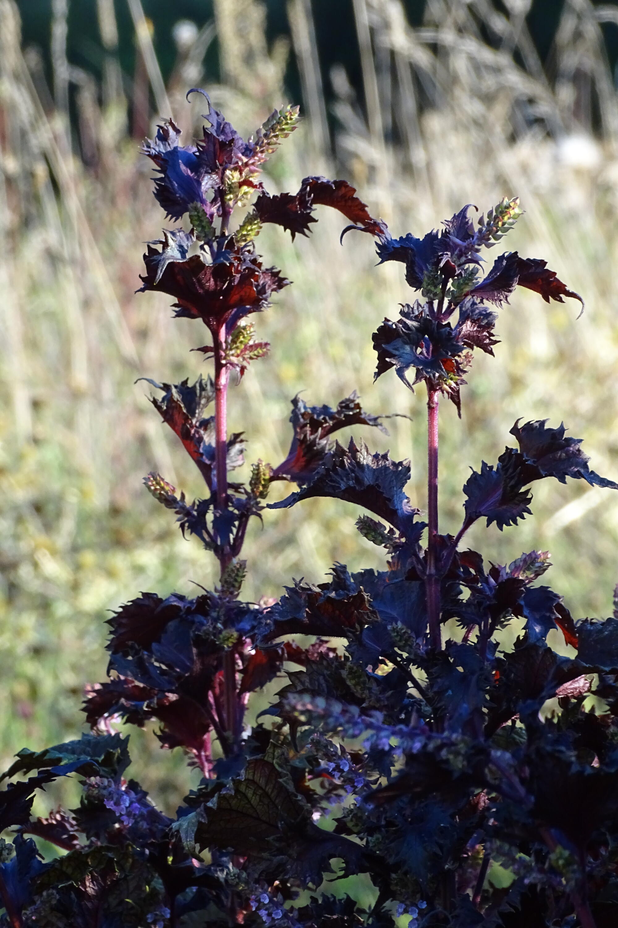 Shiso - basilic japonais - le champ des pensées