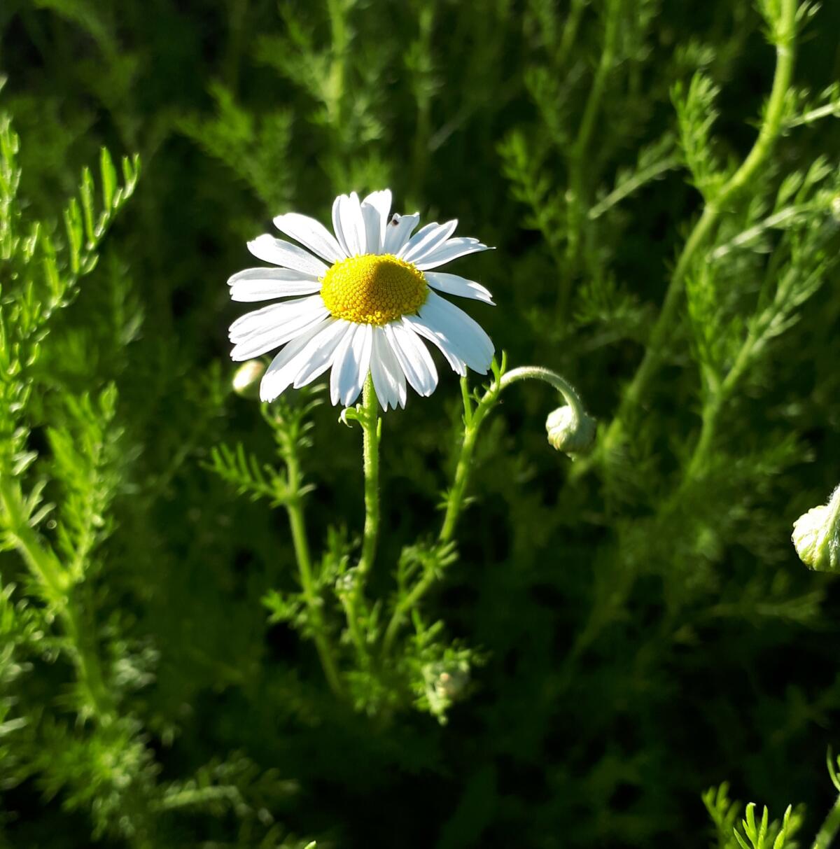 camomille_le champ des pensées