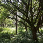 arbre le champ des pensées