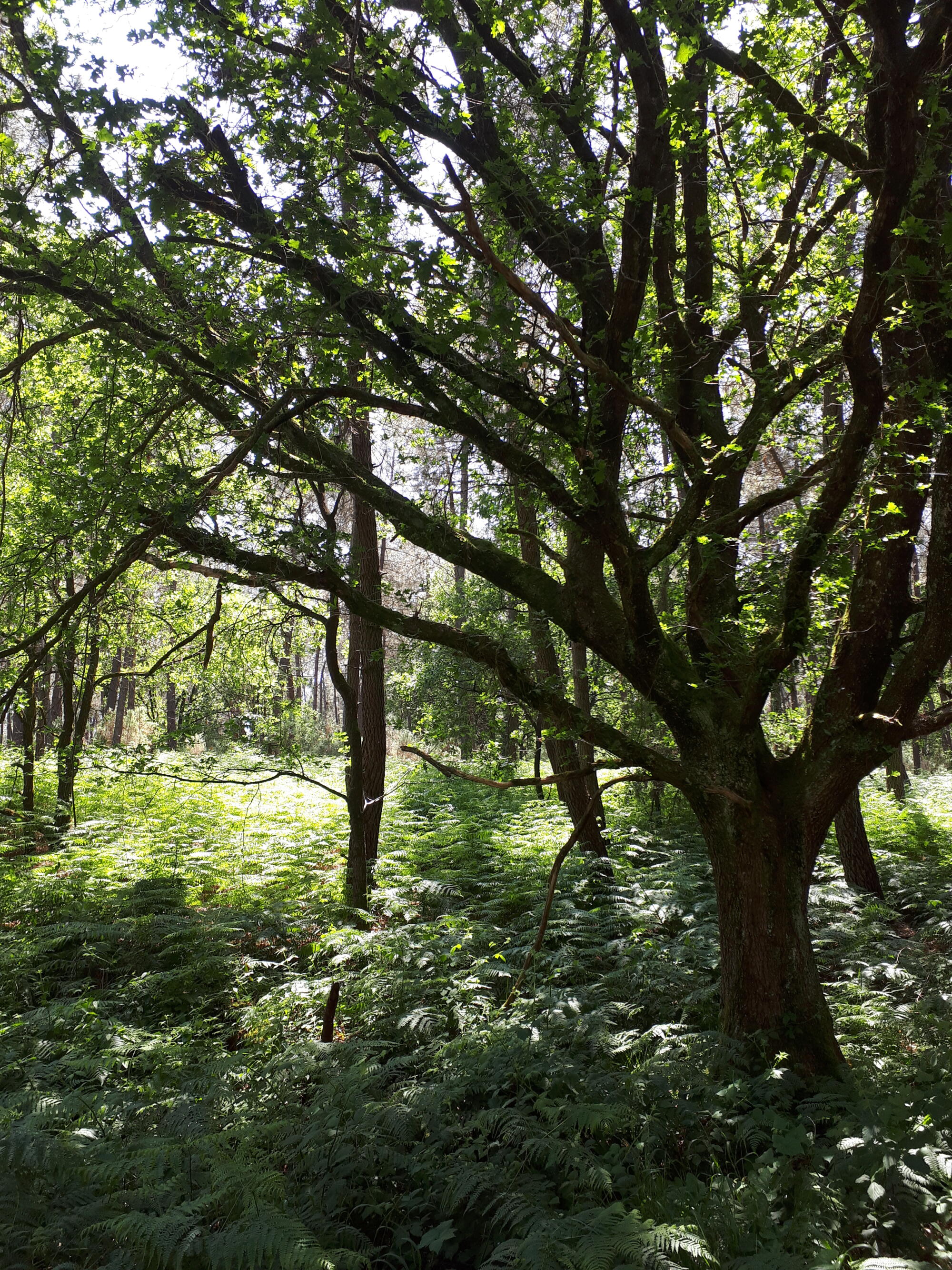 arbre le champ des pensées