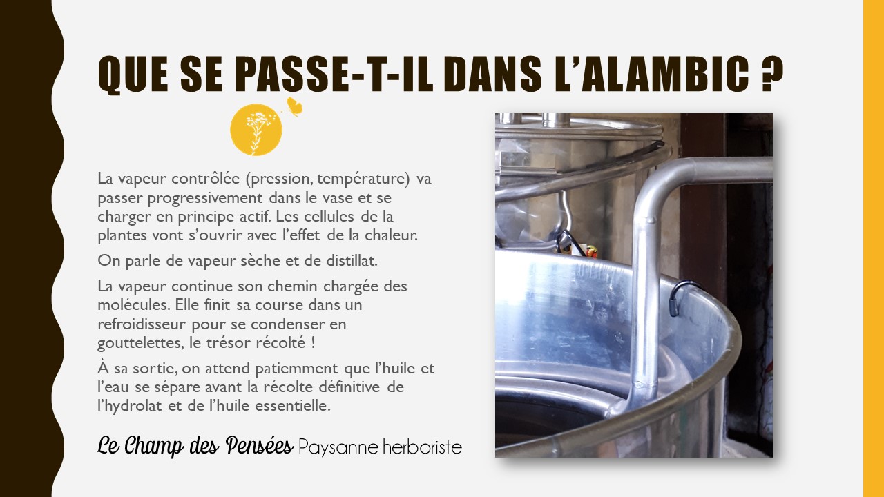Présentation_eauflorale1_lechampdespensees