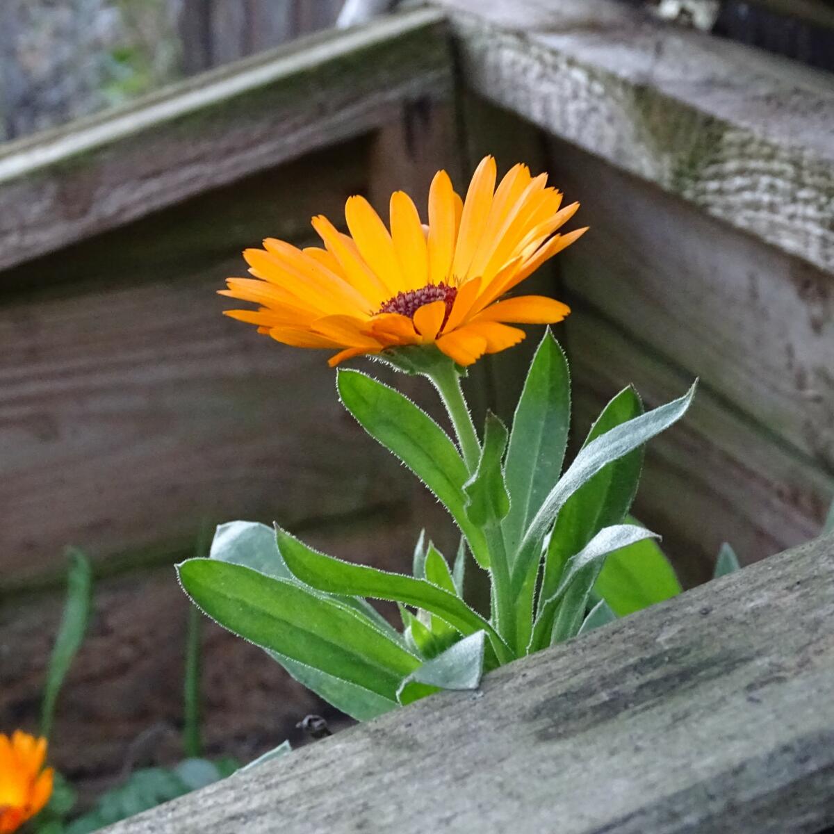 Calendula_LCDP
