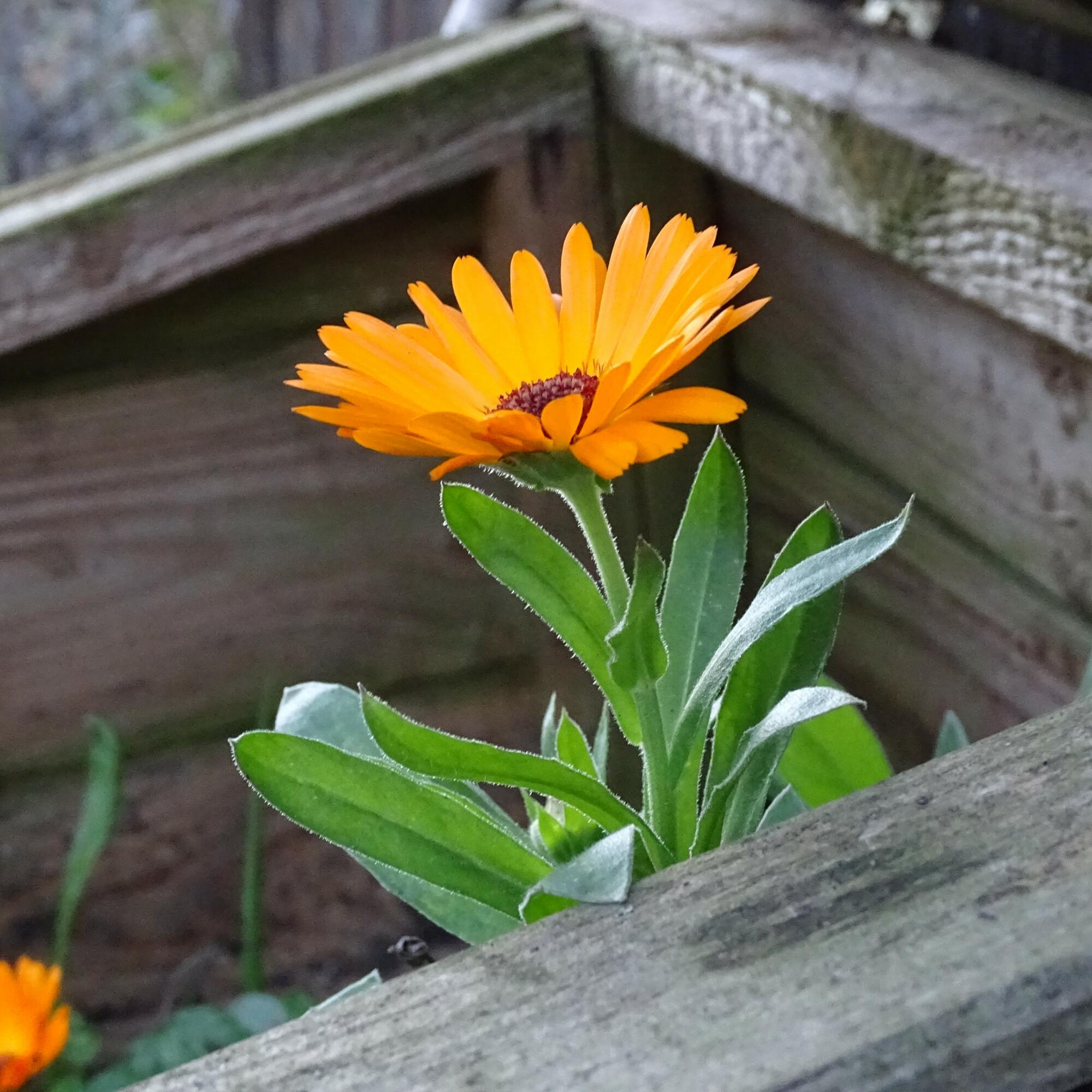 Calendula_LCDP