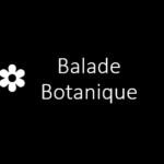 Balade botanique