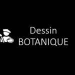 Atelier Dessin botanique
