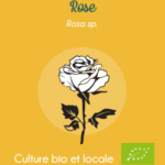 Eau florale -Rose - Le champ des Pensées