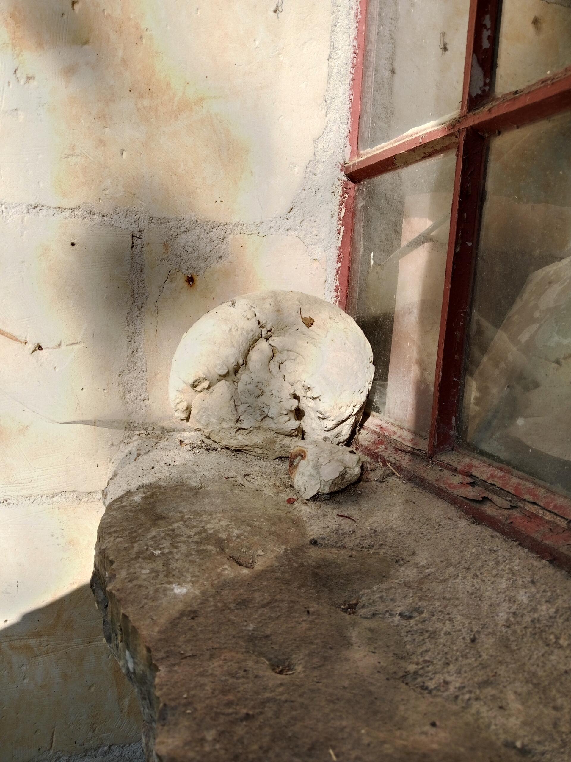 Fossile_lechampdespensées