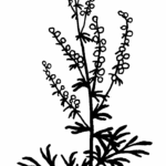 Hydrolat d'armoise sauvage