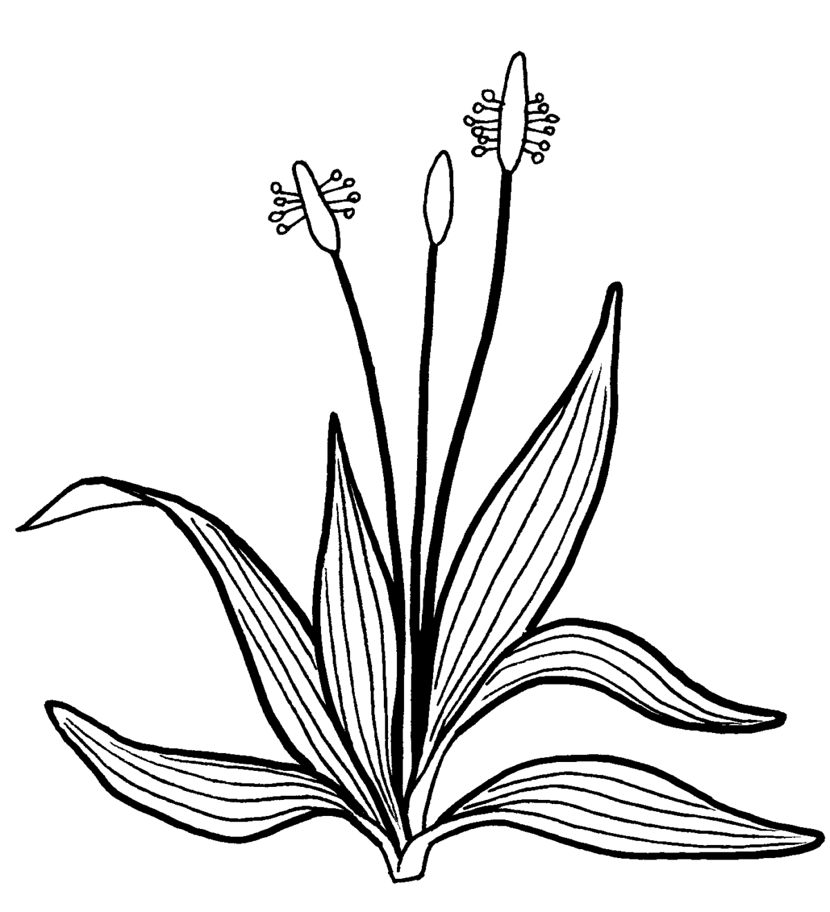 Plantain lancéolé_s.courant