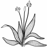 Plantain lancéolé_s.courant