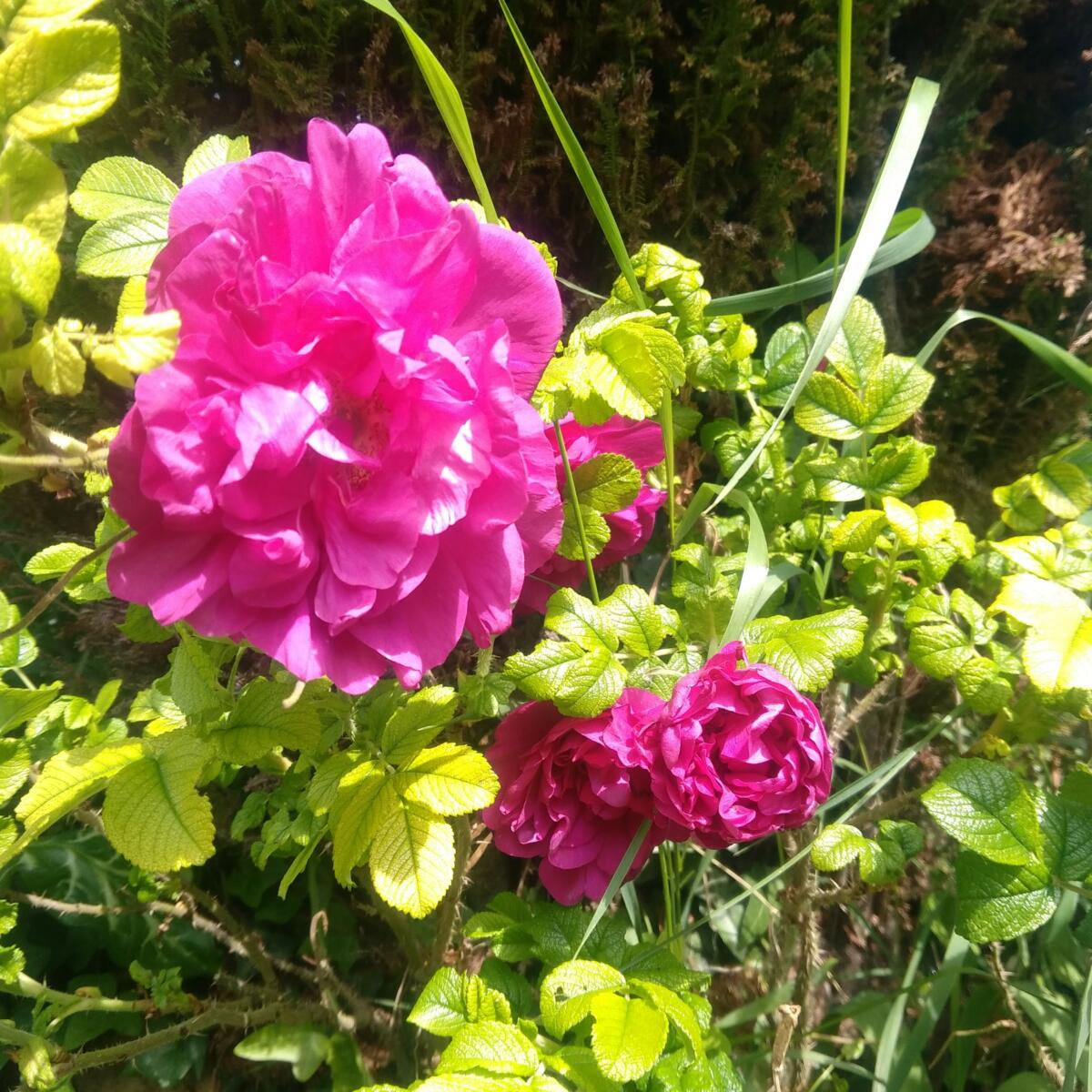 Rose - Le champ des Pensées