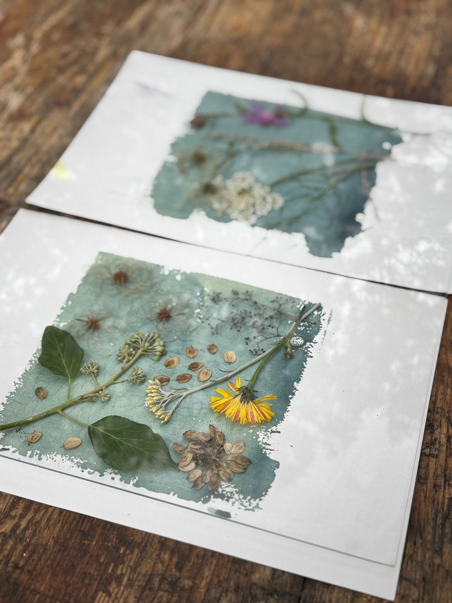 cyanotype végétal