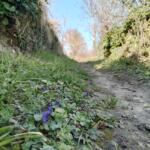 Sortie - Découverte des plantes locales – Edition # Hiver. Les plantes vernales – Dim. 22 Février