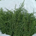 Estragon- Hydrolat bio