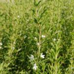 Sarriette des montagnes- Hydrolat bio