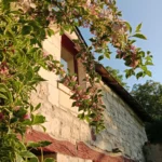 Balade - Chant d'oiseaux