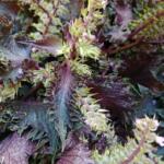 Shiso- Hydrolat bio