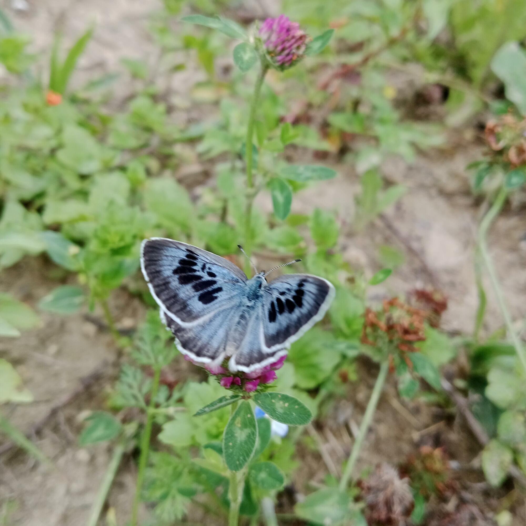 Azuré du serpolet au domaine